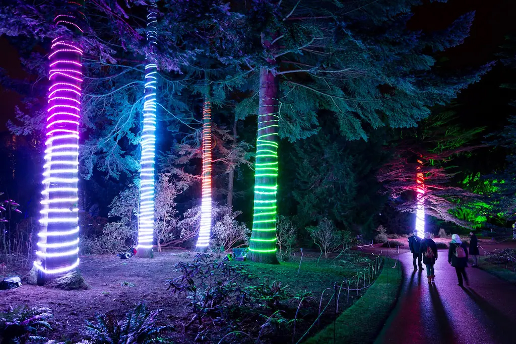 Tree Lights in Brooklyn Botanic Garden