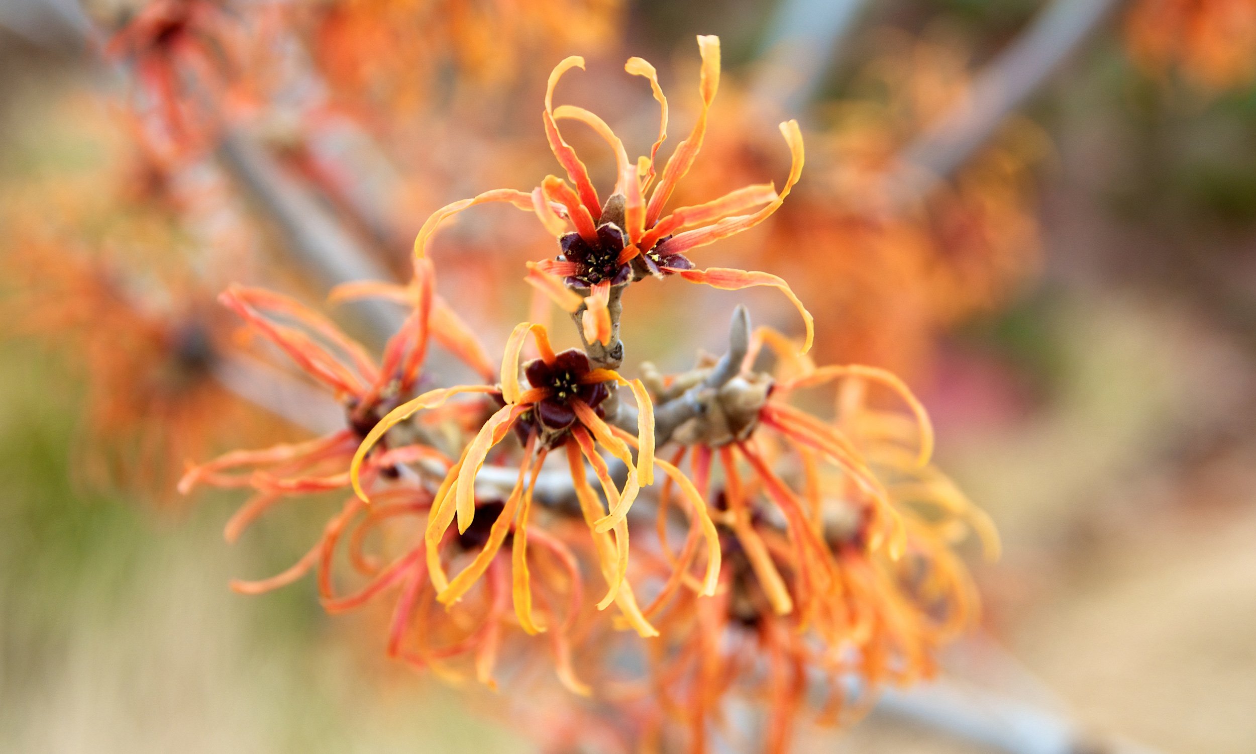 Flowers in winter